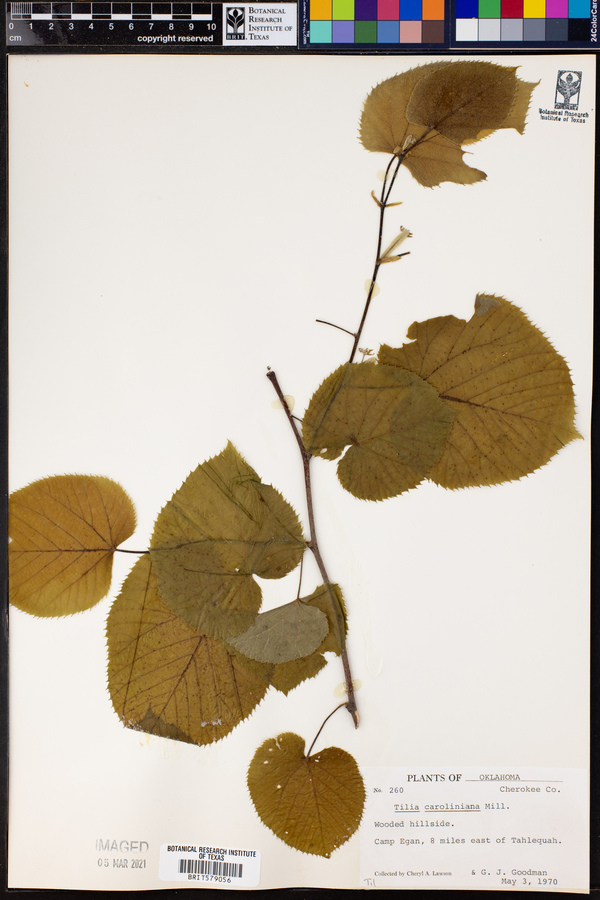 Tilia americana image