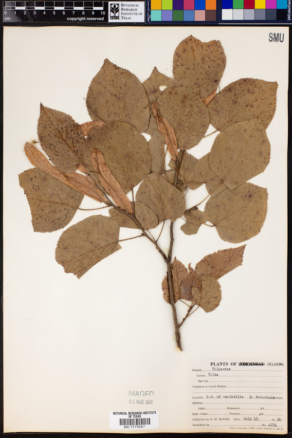 Tilia image