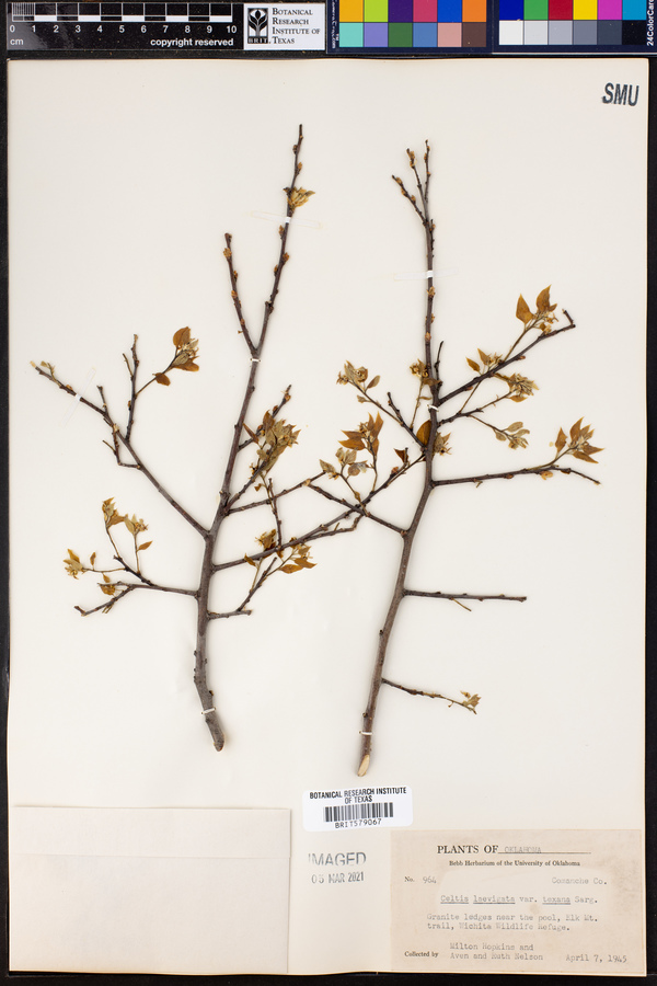 Celtis laevigata var. texana image