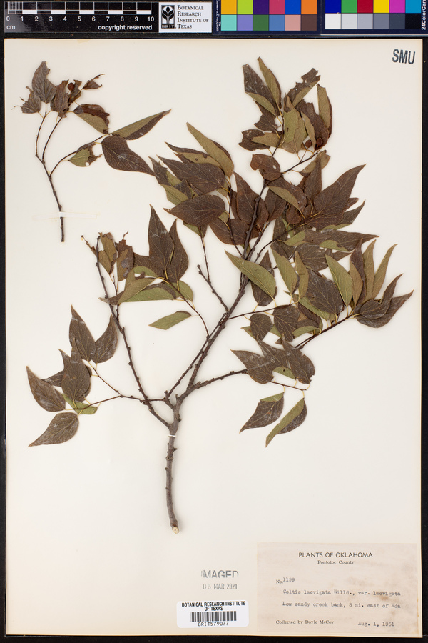 Celtis laevigata var. laevigata image
