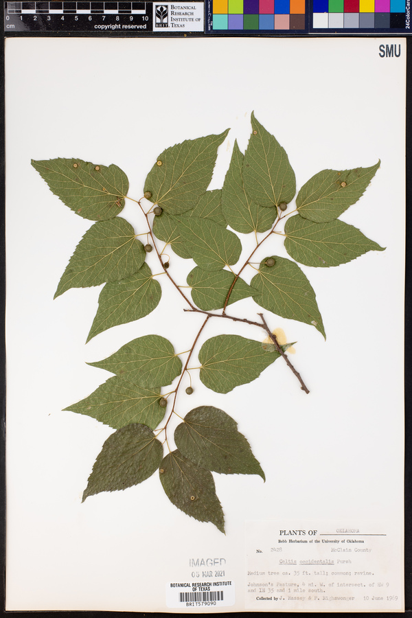 Celtis occidentalis image