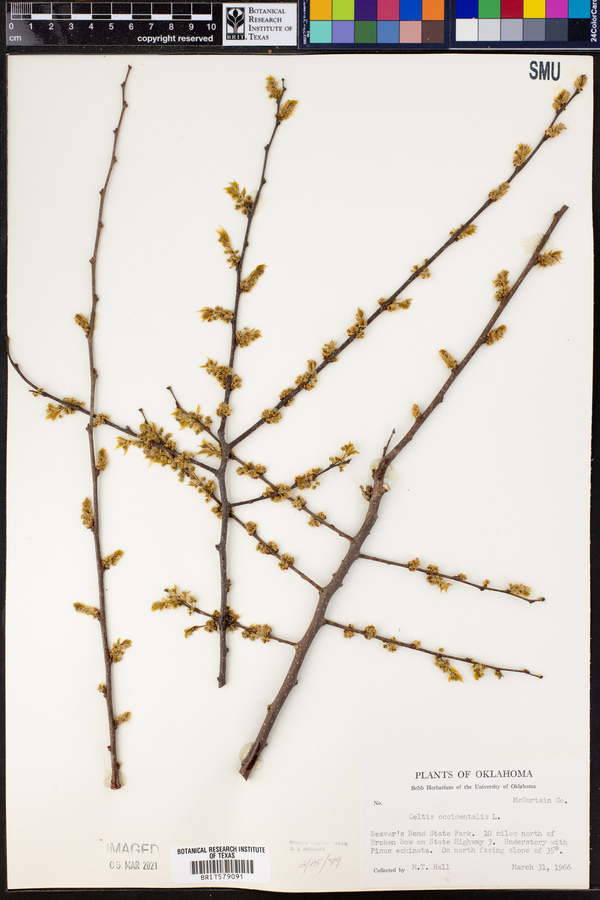 Celtis occidentalis image