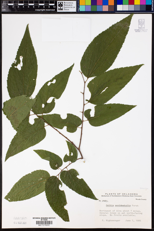 Celtis occidentalis image