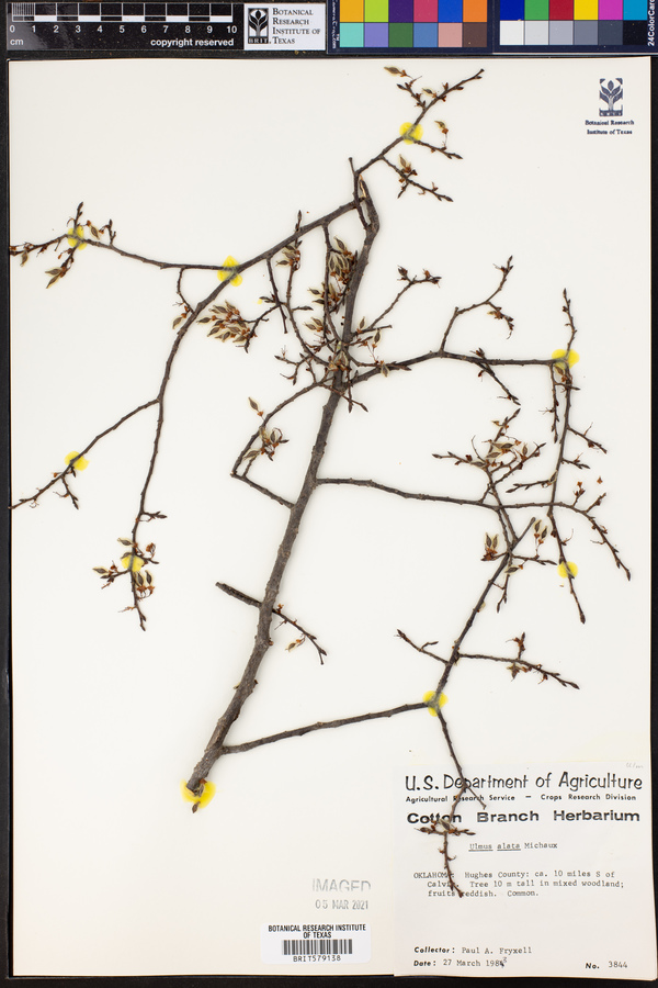 Ulmus alata image