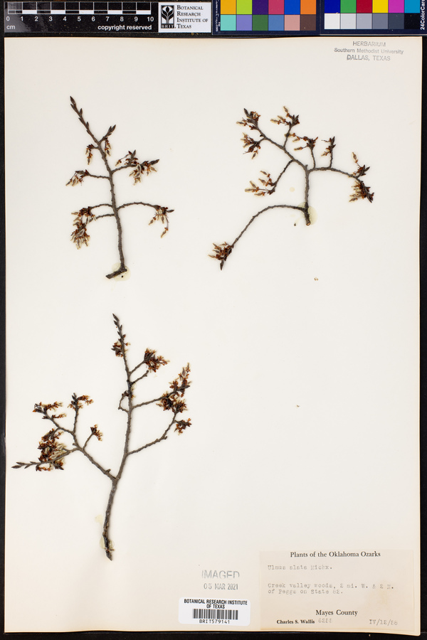 Ulmus alata image