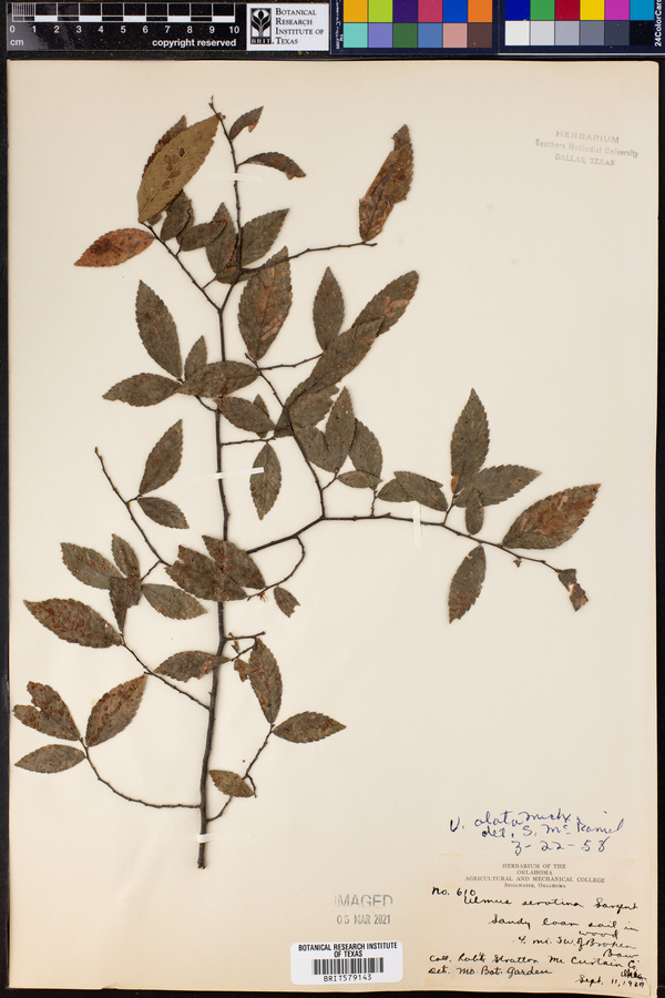 Ulmus alata image