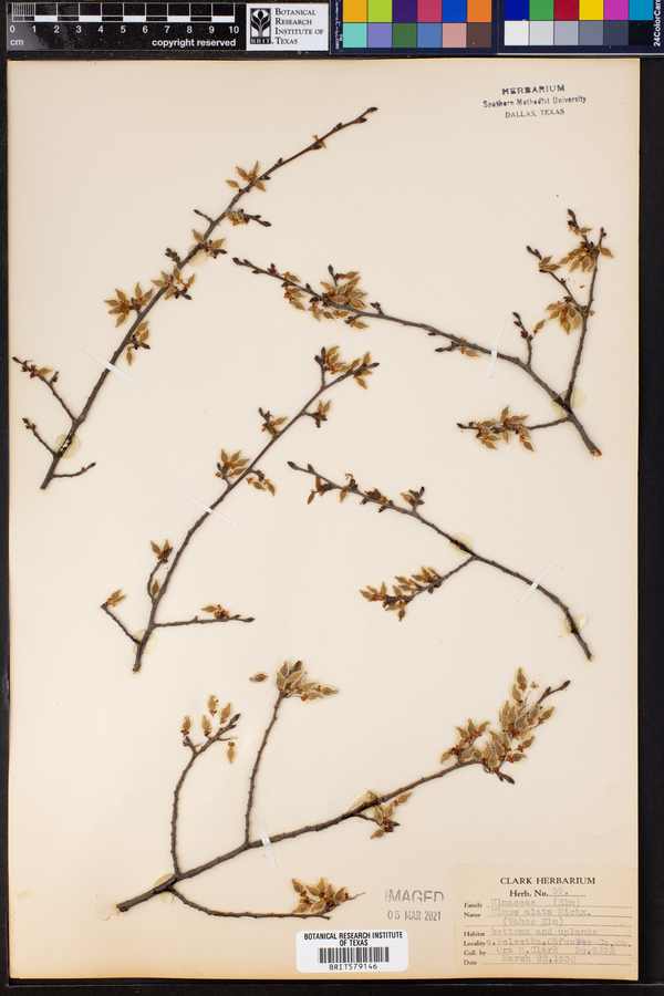 Ulmus alata image