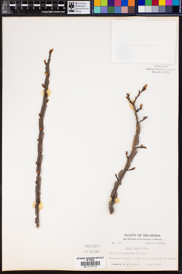 Ulmus alata image