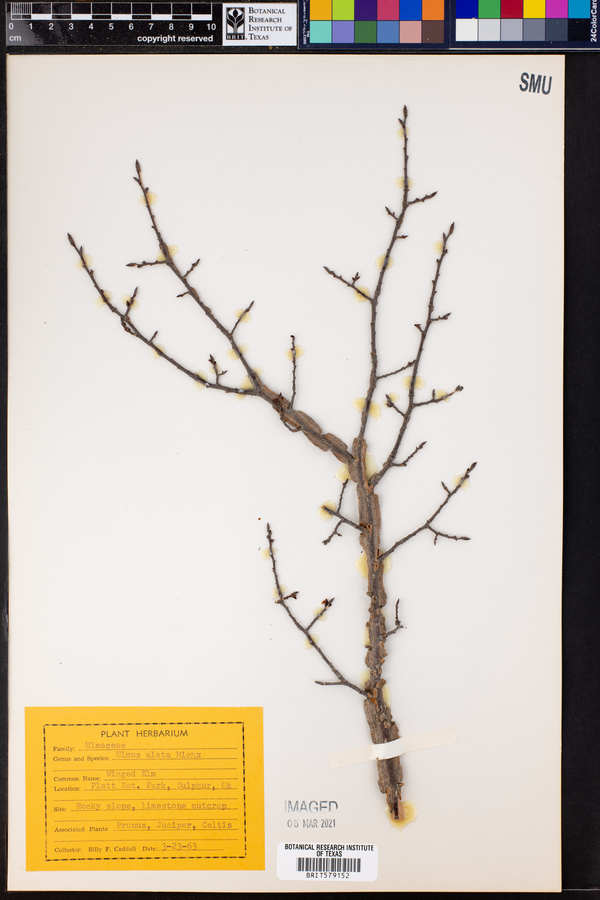 Ulmus alata image