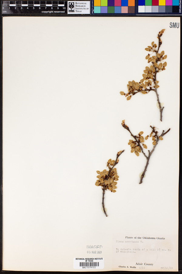 Ulmus americana image