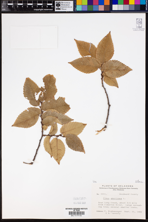 Ulmus americana image