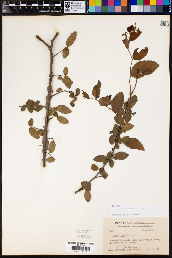 Ulmus crassifolia image