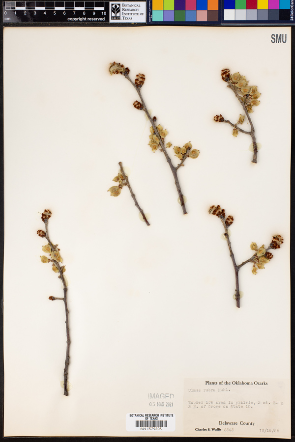 Ulmus rubra image