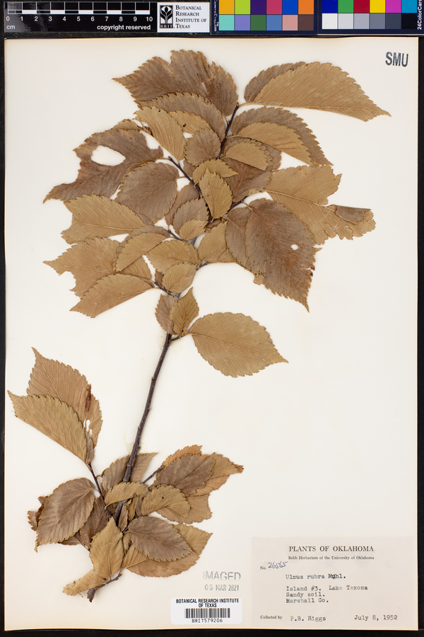 Ulmus rubra image