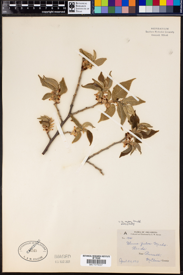 Ulmus rubra image