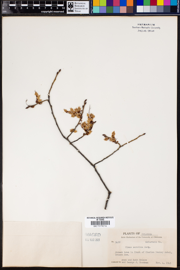 Ulmus serotina image