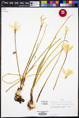 Cooperia pedunculata image