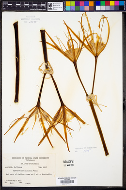Hymenocallis laciniata image
