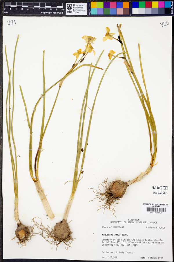 Narcissus flavus image