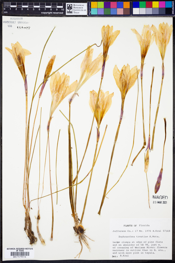 Zephyranthes treatiae image