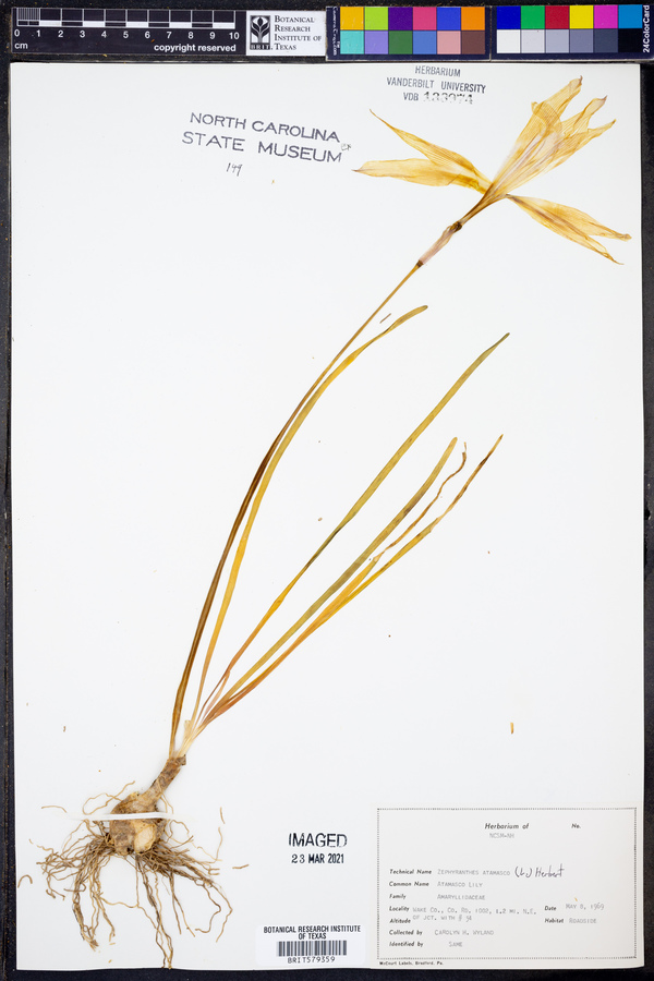 Zephyranthes atamasco image