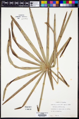 Thrinax parviflora image
