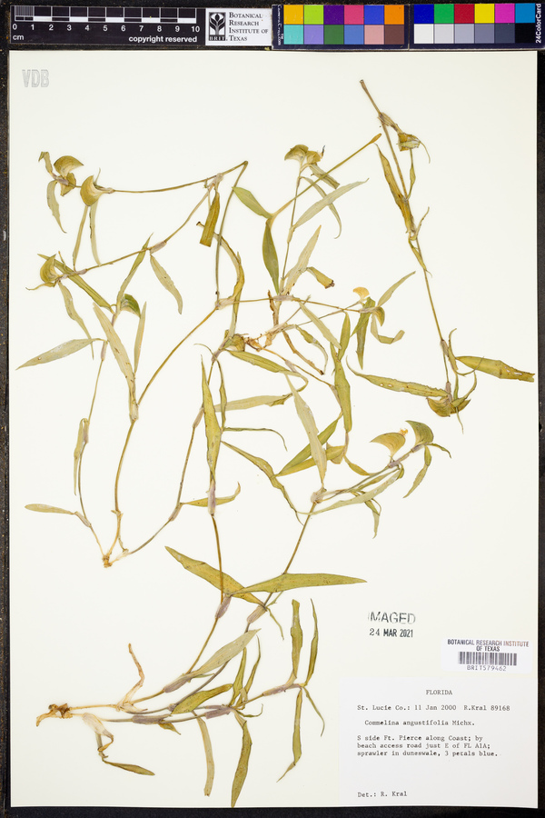 Commelina angustifolia image