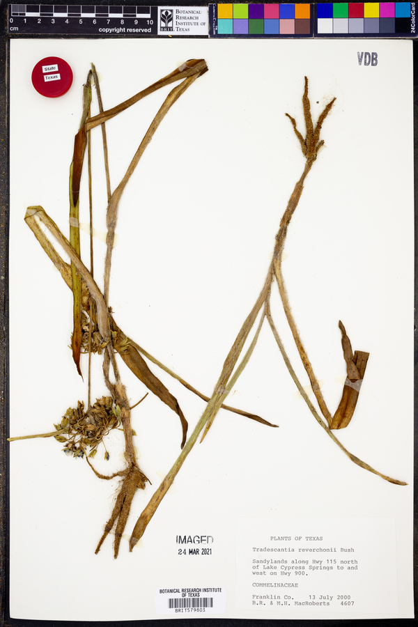 Tradescantia reverchonii image