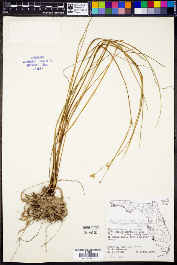 Tradescantia rosea var. ornata image