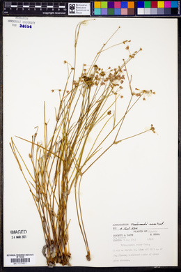 Callisia rosea image