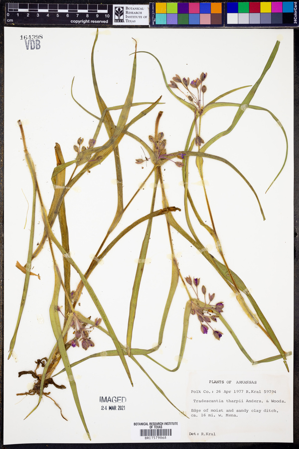 Tradescantia tharpii image