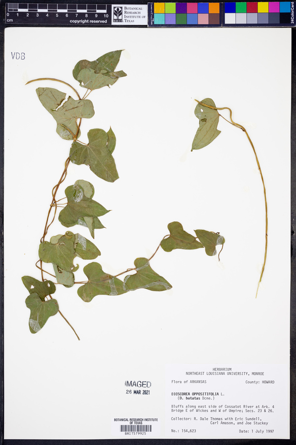 Dioscorea oppositifolia image