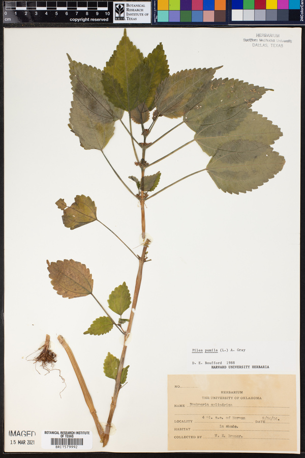 Pilea pumila image