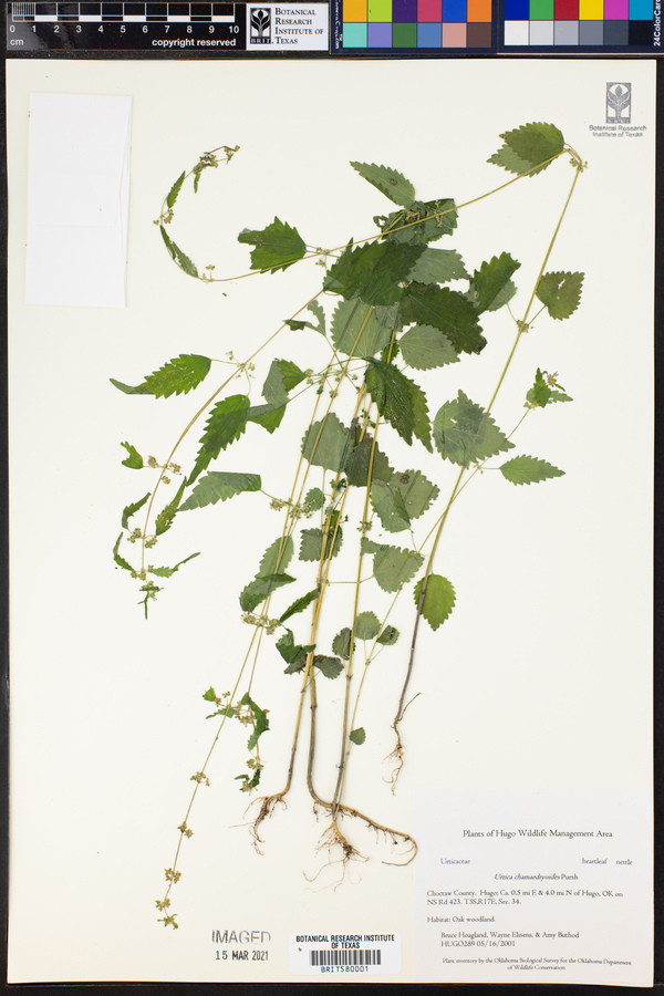 Urtica chamaedryoides image