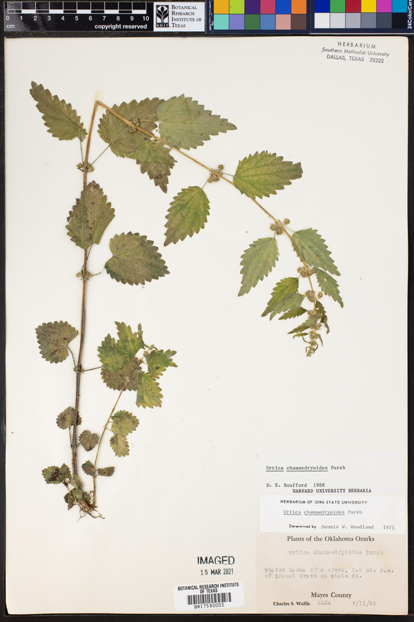 Urtica chamaedryoides image