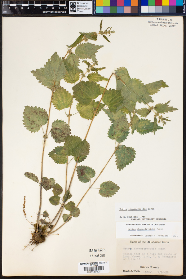 Urtica chamaedryoides image