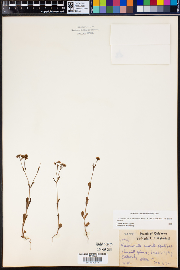 Valerianella amarella image