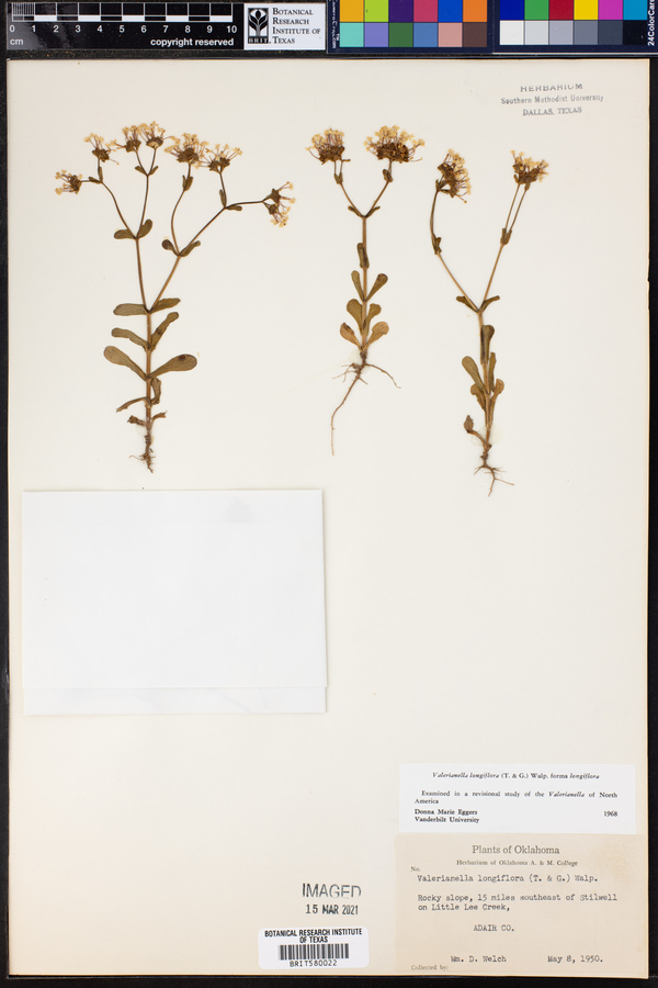 Valerianella image