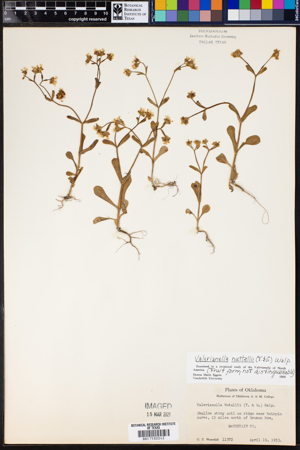 Valerianella nuttallii image