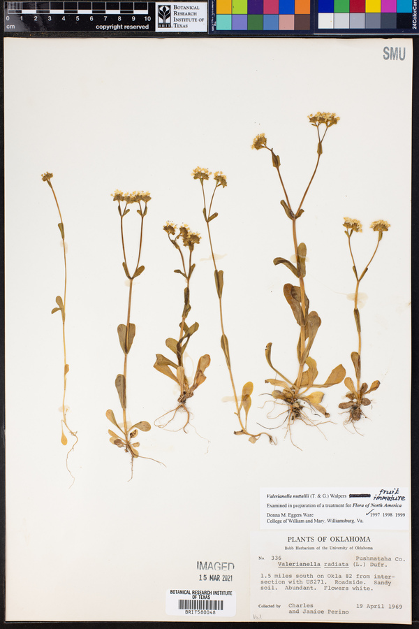 Valerianella nuttallii image
