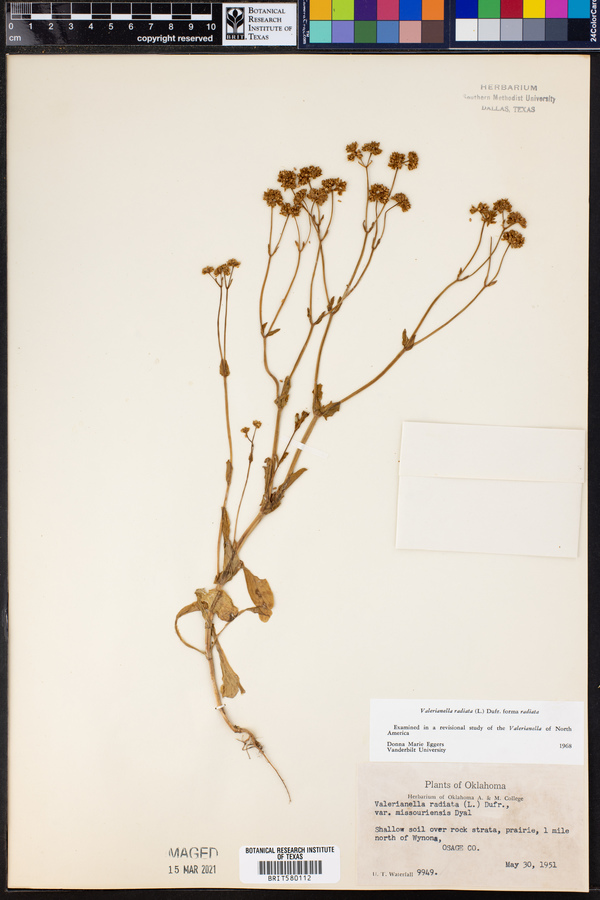 Valerianella radiata image