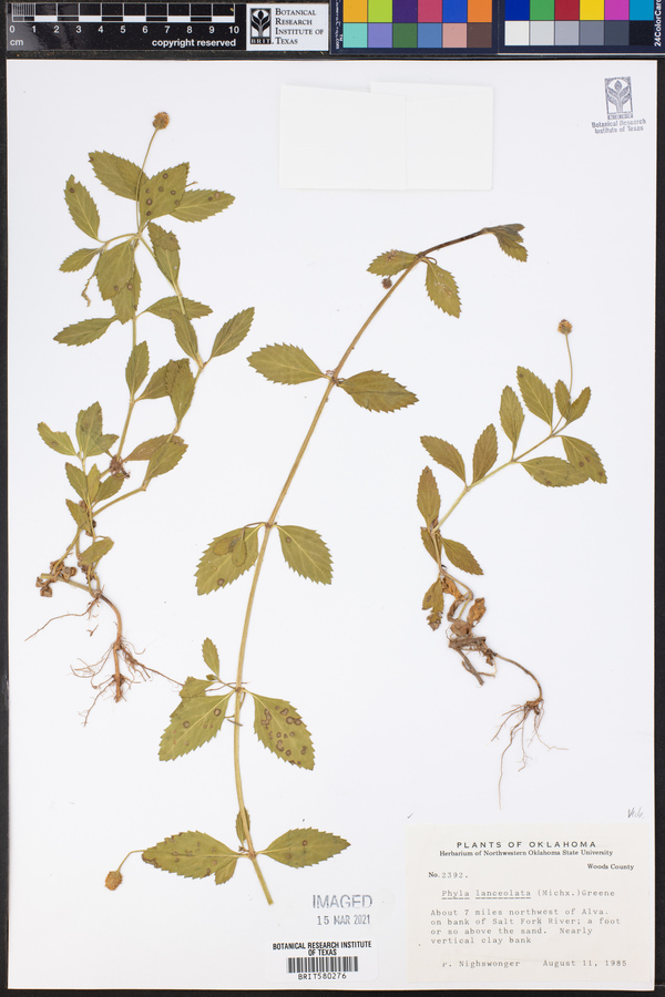 Phyla lanceolata image