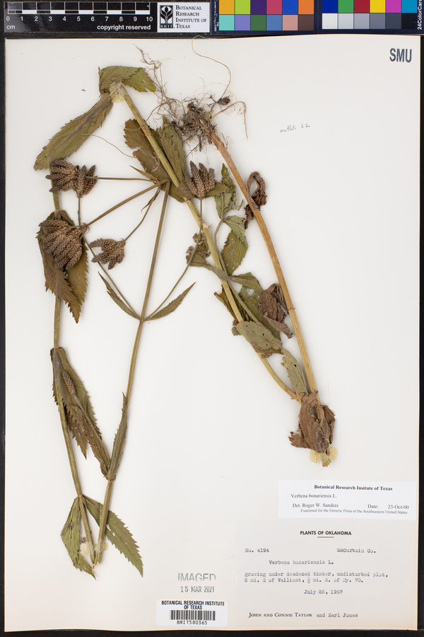 Verbena bonariensis image