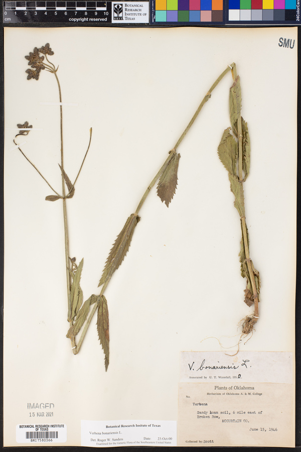 Verbena bonariensis image