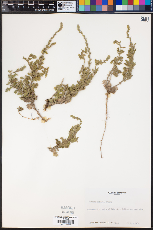 Verbena plicata image