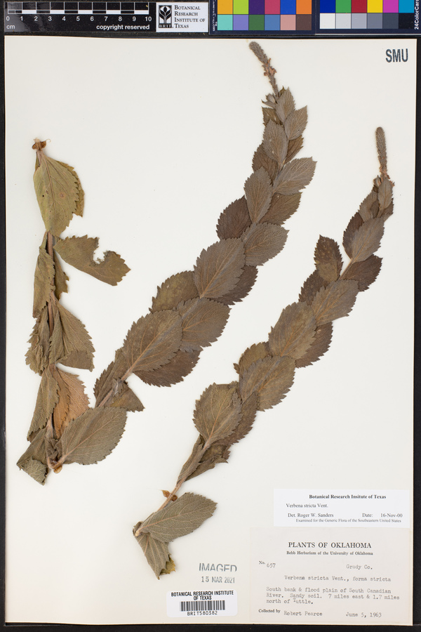 Verbena stricta image