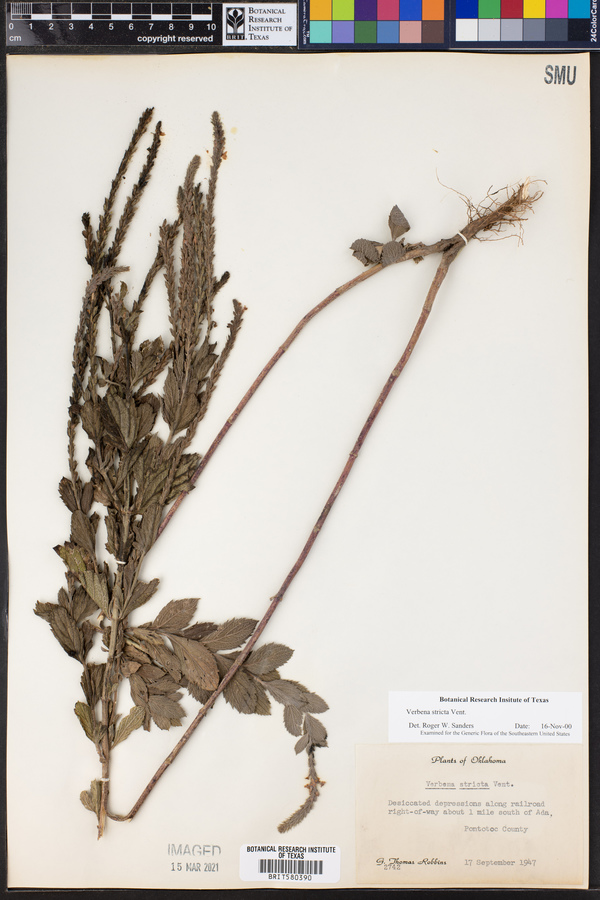 Verbena stricta image