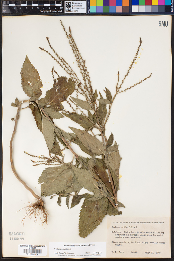 Verbena urticifolia image