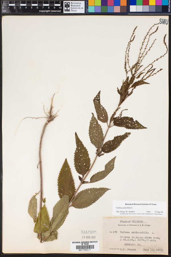 Verbena urticifolia image