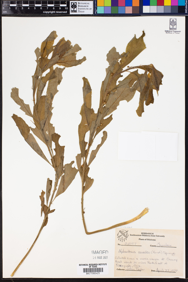 Hybanthus concolor image